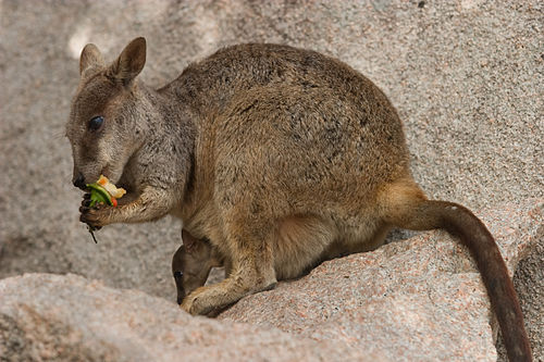 Allied rock-wallaby